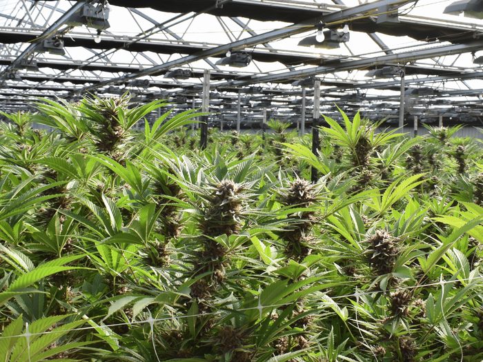 Cultivo autorizado no Brasil