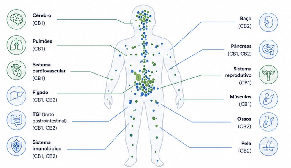 Silhueta humana indicando sistemas onde os receptores CB1 e CB2 estão presentes: cérebro, pulmões, sistema cardiovascular, fígado, TGI, sistema imunológico, baço, pâncreas, sistema reprodutivo, músculos, ossos e pele