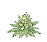 Ícone ilustrativo de flor de cannabis